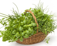 herbs and aromatics plants